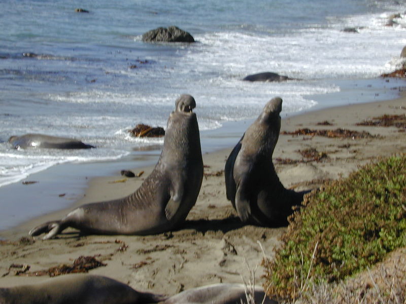 Soubor:Elephant seal fight Part-1.jpg
