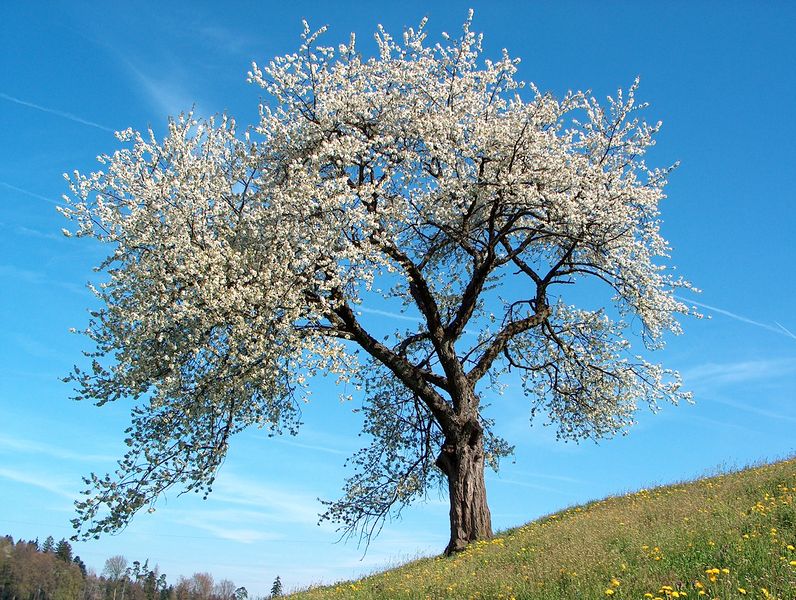 Soubor:Frühling blühender Kirschenbaum.jpg