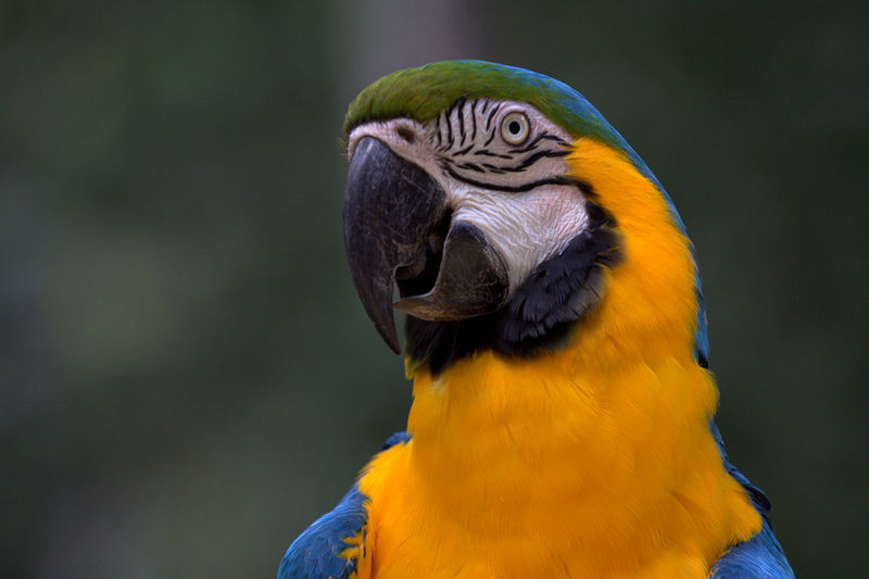 Soubor:Ara ararauna -Blue-and-gold Macaw -head and neck.jpg