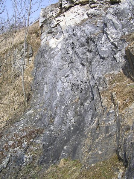 Soubor:D nerestce.jpg