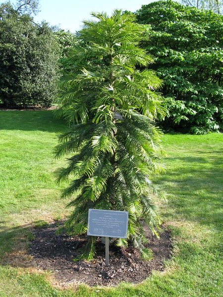 Soubor:Wollemi pine (Wollemia nobilis)-Flickr2010.jpg