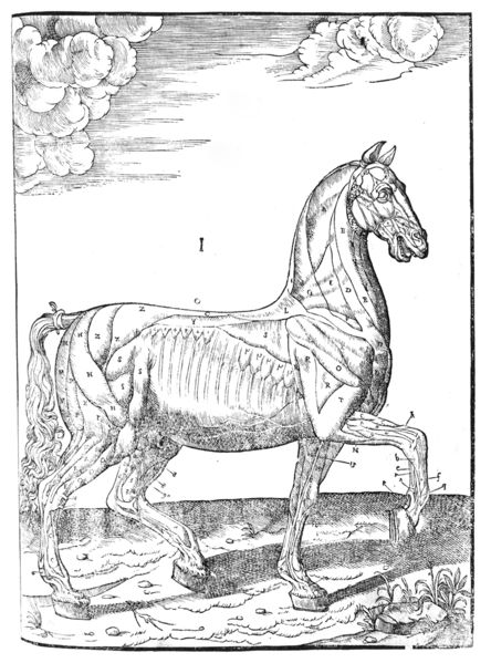 Soubor:Horse musculature Carlo Ruini c 1598.jpg