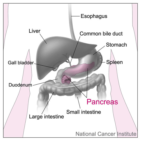 Soubor:Pancreas and nearby organs.jpg