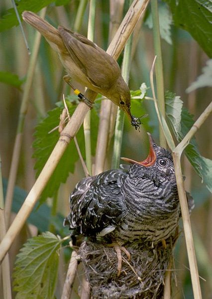 Soubor:Reed warbler cuckoo.jpg