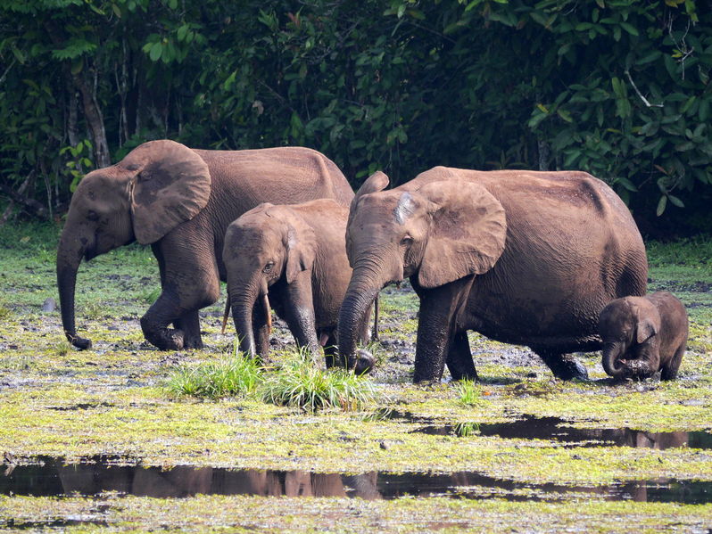 Soubor:Loxodonta cyclotis 3970045.jpg