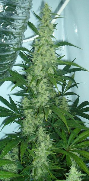 Soubor:Cannabis flowering.jpg
