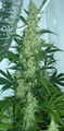 Cannabis flowering.jpg