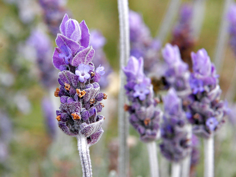 Soubor:Single lavendar flower02.jpg