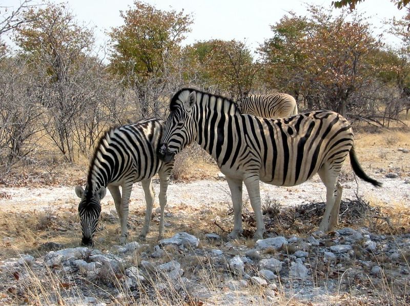 Soubor:Zebras etoscha.jpg