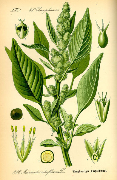 Soubor:Illustration Amaranthus retroflexus0.jpg