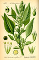 Illustration Amaranthus retroflexus0.jpg