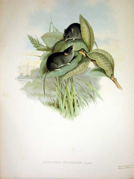 Soubor:Ant fuli.jpg