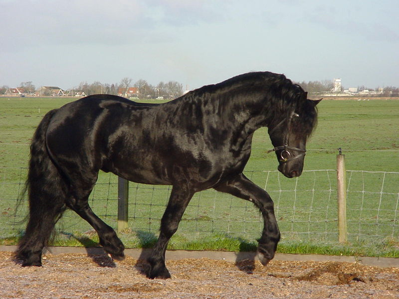 Soubor:Frisian horse.jpg