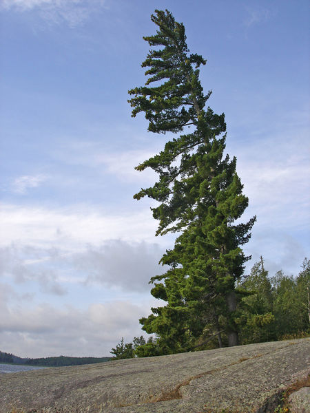 Soubor:Pinus strobus NinaMoose.jpg