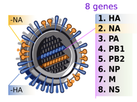 2009 H1N1 influenza virus genetic-num.png