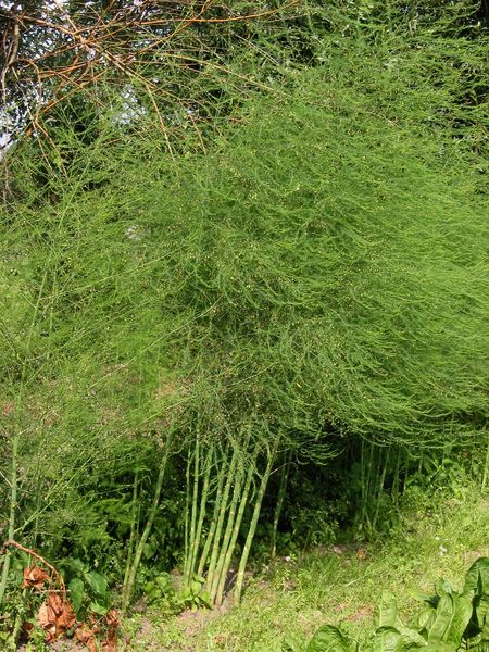 Soubor:Asperge planten Asparagus officinalis.jpg
