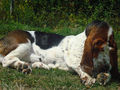 Basset hound under the sun.jpg