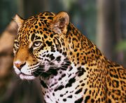 Jaguar head shot1.jpg