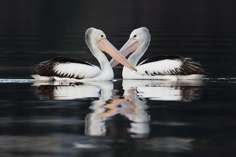 Soubor:Pelecanus conspicillatus pair swimming.jpg