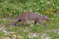 Banded mongoose (Mungos mungo).jpg