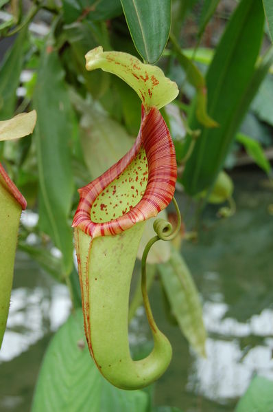 Soubor:Nepenthes cv (2943645423).jpg