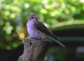 I spotted a spotted flycatcher - geograph.org.uk - 1365839.jpg