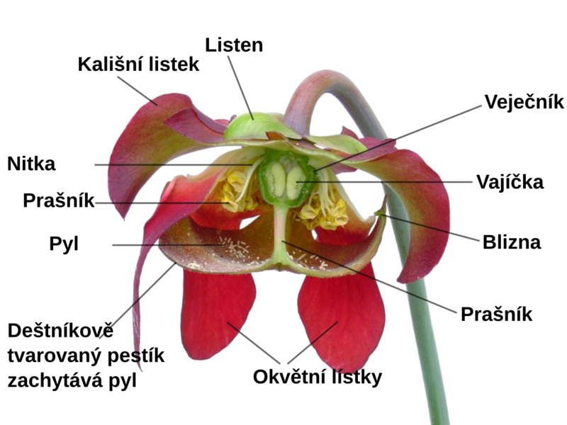 Soubor:Sarracenia flower notitles cs.png