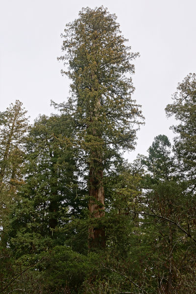 Soubor:Sequoia sempervirens Big Basin Redwoods State Park 9.jpg