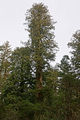Sequoia sempervirens Big Basin Redwoods State Park 9.jpg
