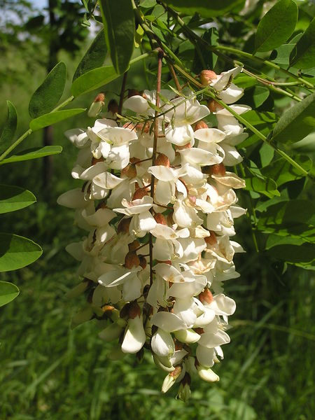 Soubor:Flowers of Robinia pseudoacacia.jpg