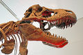 Tyrannosaurus Rex-DSC09093-DJFlickr.jpg