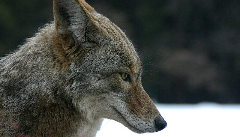 Soubor:Coyote portrait.jpg