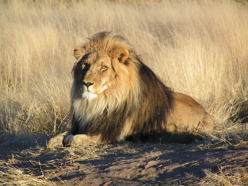 Soubor:Lion waiting in Namibia.jpg