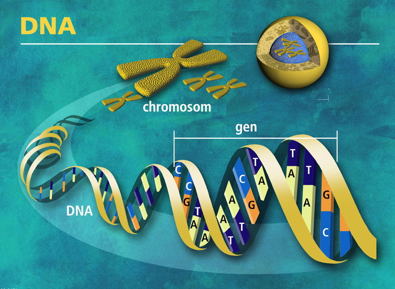Soubor:DNA molekula života - česky.jpg