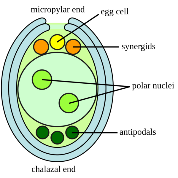 Soubor:Embryosac-en.png