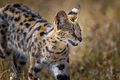 Serval cat hunting in the grassland in Ngorongoro Crater in Tanzania, East Africa.jpg