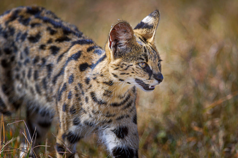 Soubor:Serval cat hunting in the grassland in Ngorongoro Crater in Tanzania, East Africa.jpg
