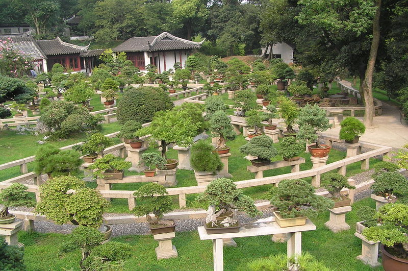 Soubor:Bonsai forest at the gardens of pagoda Yunyan Ta.jpg