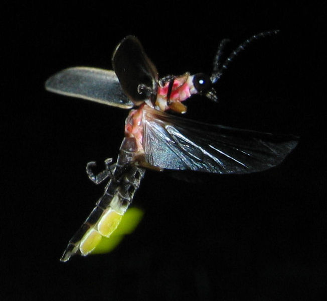 Soubor:Photinus pyralis Firefly glowing.jpg