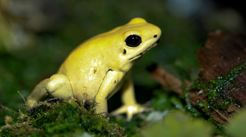 Soubor:Golden Poison dart frog Phyllobates terribilis.jpg
