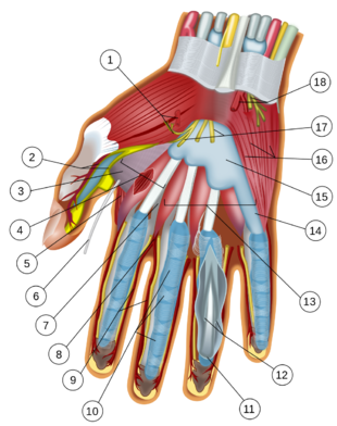 Wrist and hand deeper palmar dissection-numbers.png