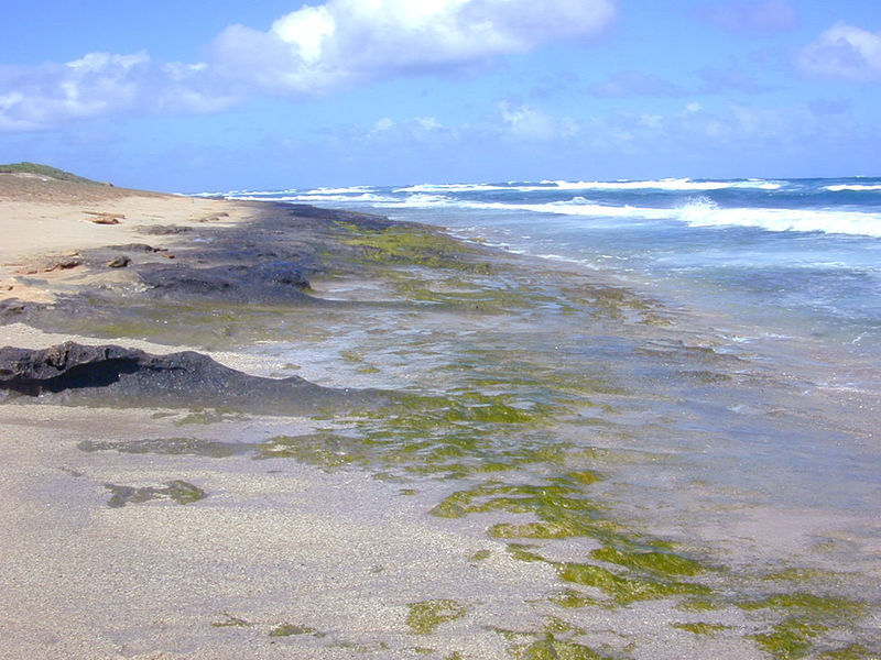 Soubor:Intertidal greenalgae.jpg