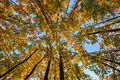 Looking up in autumn-theodevil.jpg