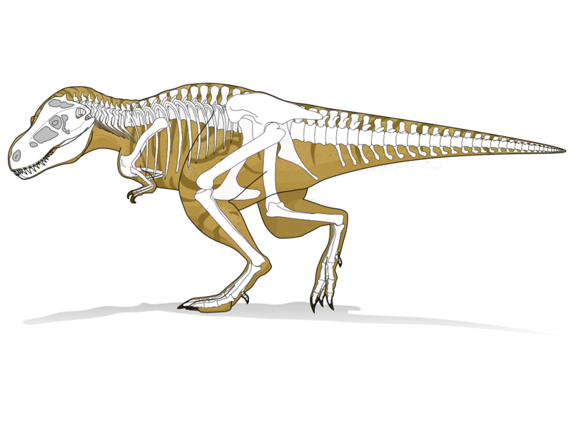 Soubor:Tyranosaurus rex 1.png
