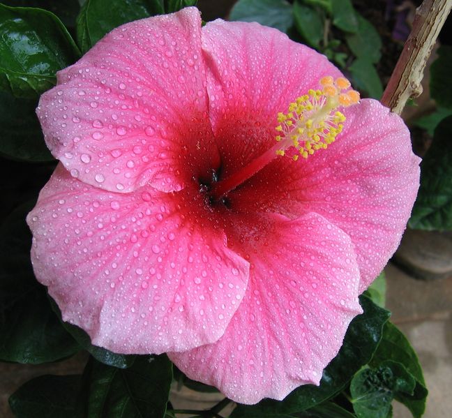 Soubor:Hibiscus pink.jpg