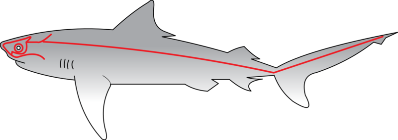 Soubor:Sharks Lateral Line.png