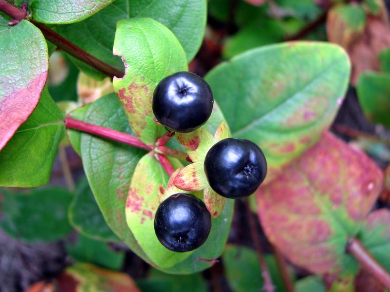Soubor:Dziurawiec barwierski Hypericum androsaemum fruit 1.jpg