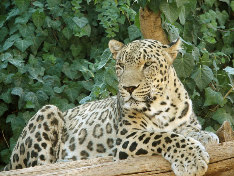 Soubor:Persian Leopard sitting.jpg