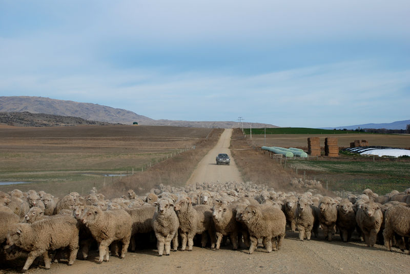 Soubor:Sheep traffic jam near Patearoa - Otago.jpg