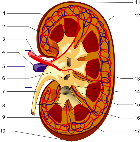 Soubor:Kidney PioM.png